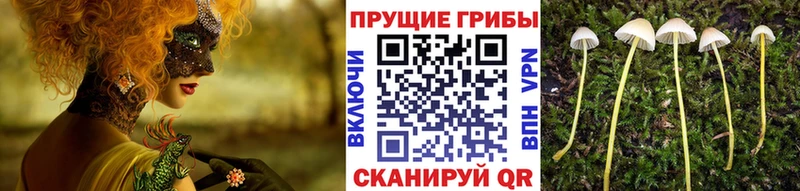 Псилоцибиновые грибы Magic Shrooms Мамадыш